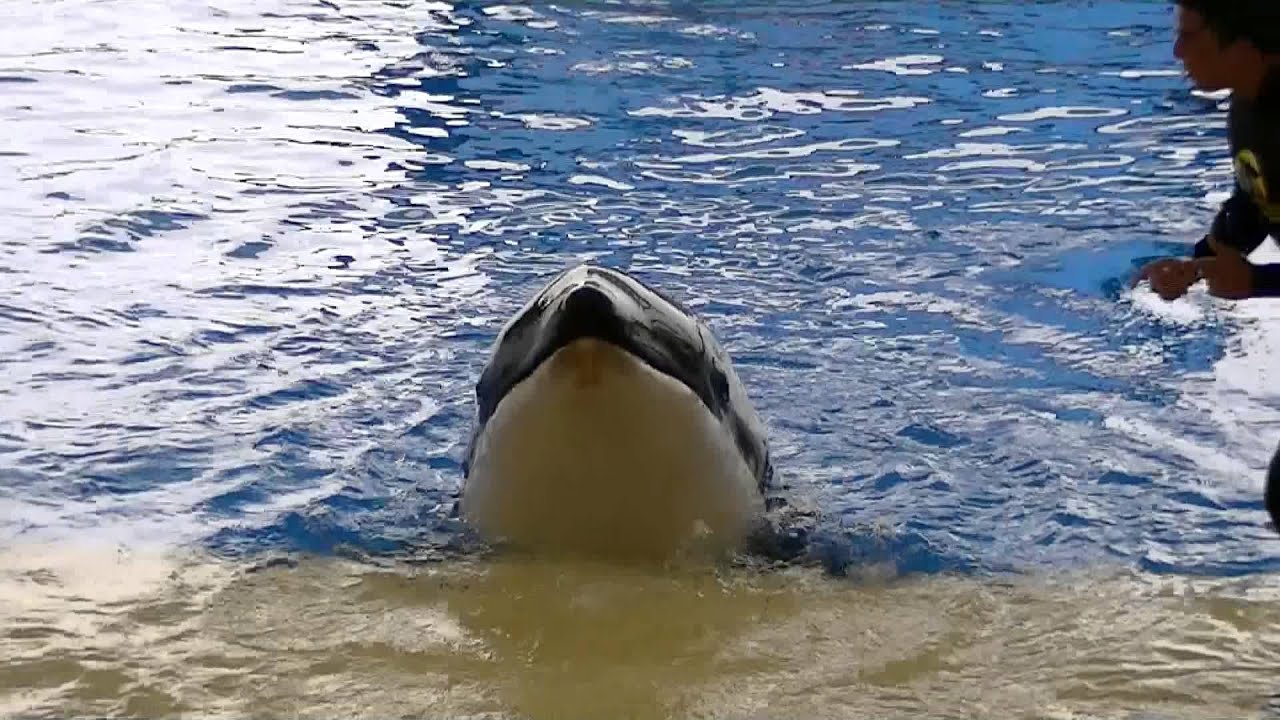 Loro Parque Full Orca show