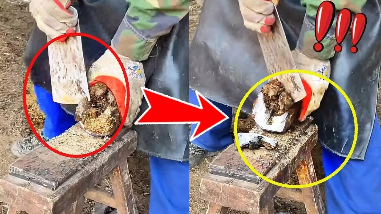 A nail technician gives a donkey a manicure, the whole process is very relaxing and sleep-inducing.