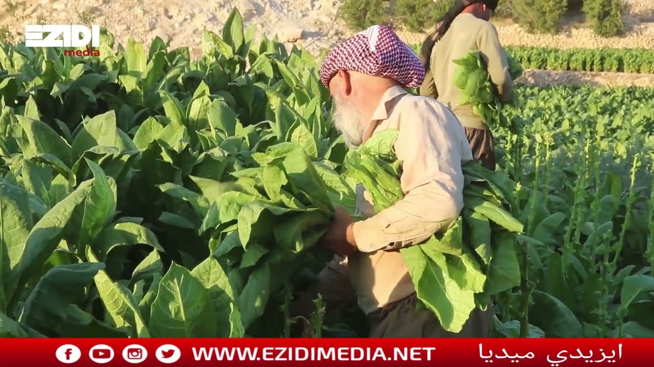موسم حصاد التبغ في قرية كرسي في جبل سنجار..