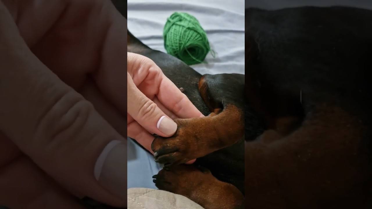 Uma cachorrinha fofa dorme com meu novelo de croch&ecirc; #crochet #croche #crochet