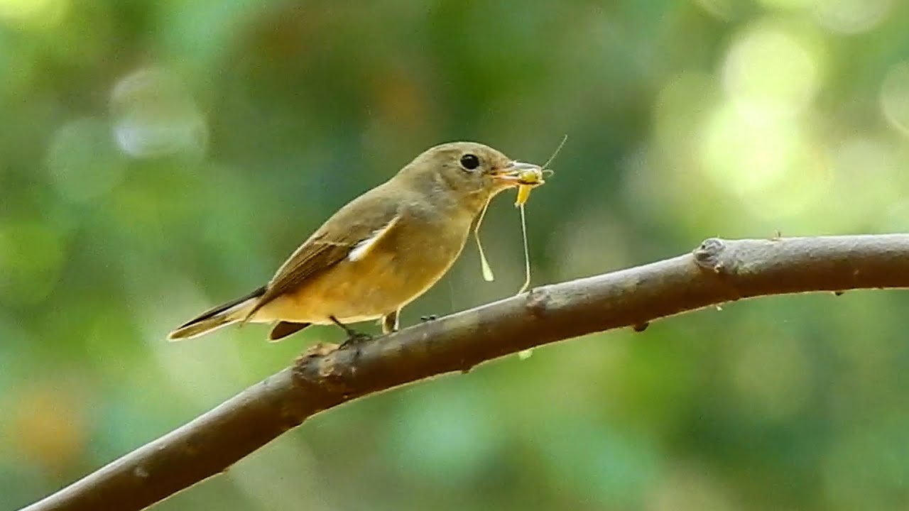 Amazing tiny bird eat food