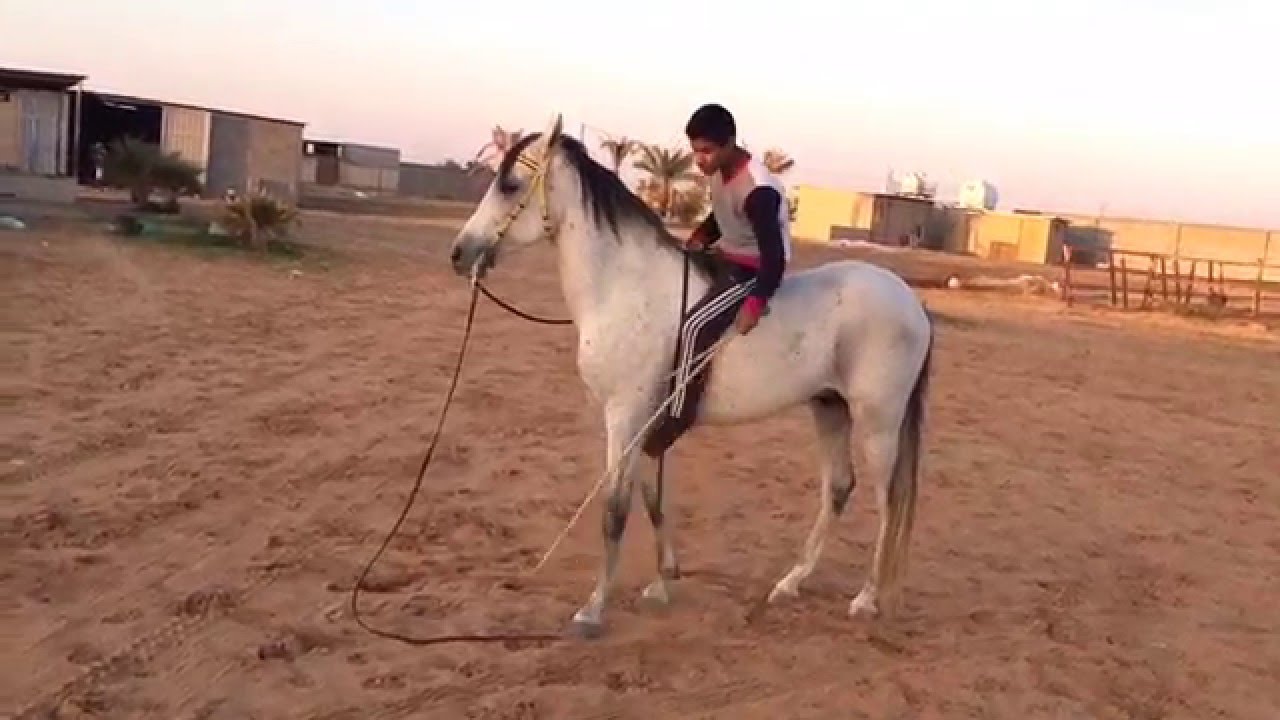 My thoughts about using the whip with horses / شرح مفصل حول استخدام العصا أو السوط مع الخيل
