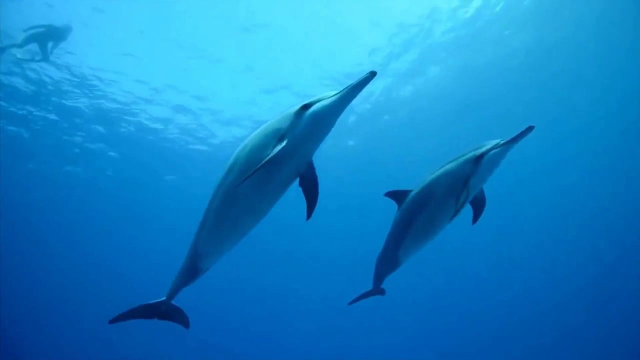 Dolphino - Set Them Free (Free The Dolphins) (Force & Gordon's Radio Mix) (1996)