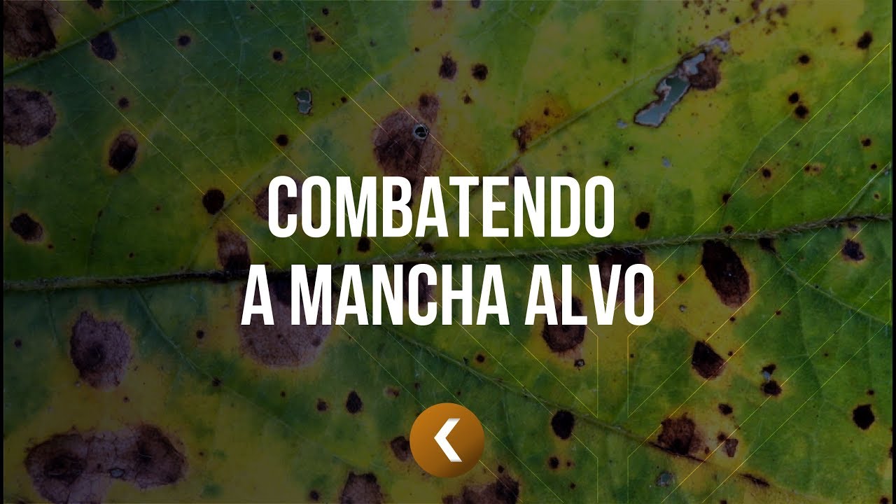 Combatendo a Mancha Alvo (Corynespora Cassiicola) | Minuto K