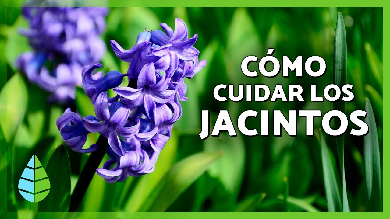 CUIDADOS de los JACINTOS 🌿  (Ubicación, sustrato, riego y más)