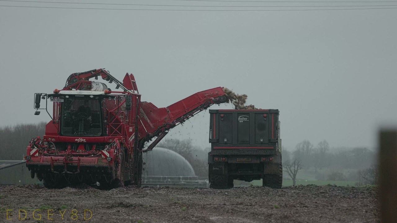 Grimme REXOR 6200 Harvesting Sugarbeet in the rain.