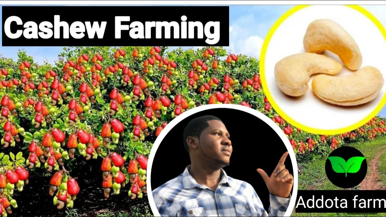 Cashew Farming in Nigeria (Episode 4 ) Life Time Investments in Agriculture
