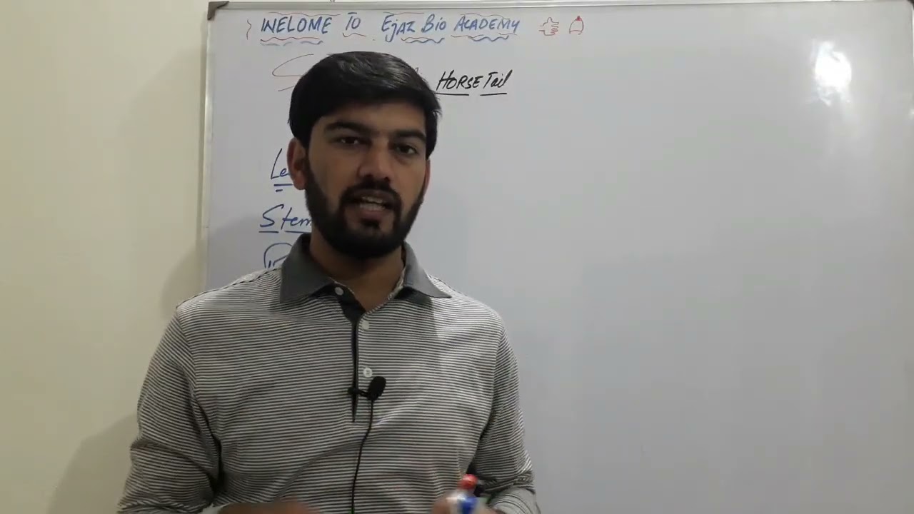 Sphenopsida | General Characteristics & Evolutionary Adaptations | Pteridophytes Explained