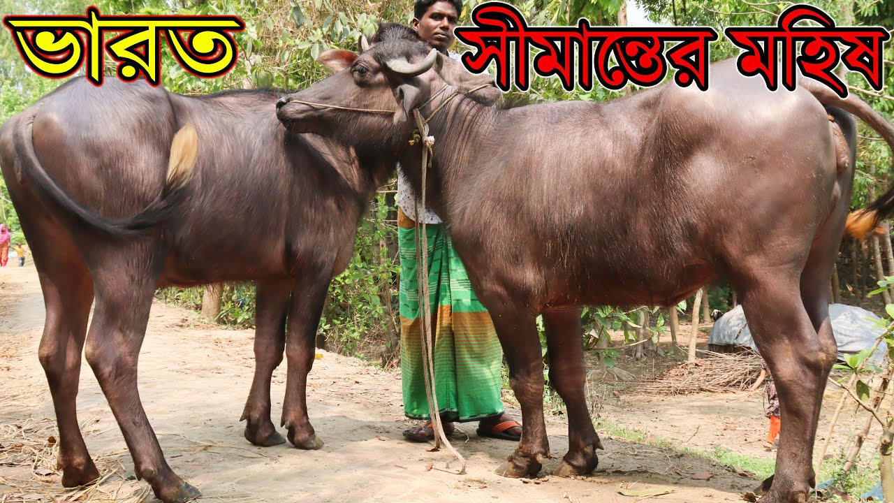 ভারত সীমান্তের মহিষের দরদাম জানুন। মাংসের দামে ইন্ডিয়ান বর্ডারের মহিষ কিনুন। প্রেগন্যান্ট মহিষের দাম