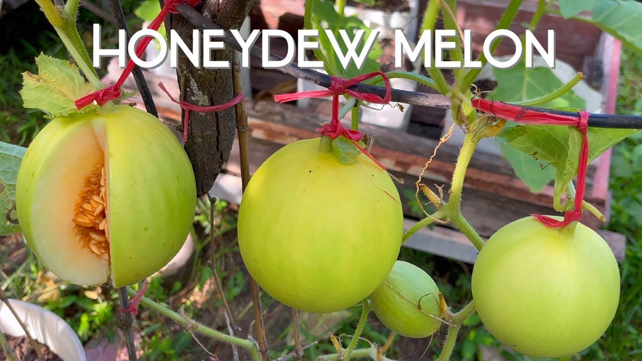 How to grow honeydew melon in pot