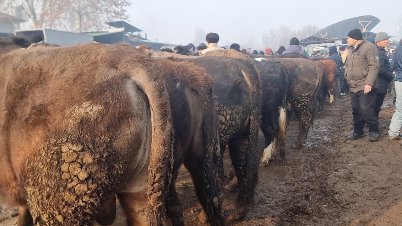 Намаган уч кургон мол бозори