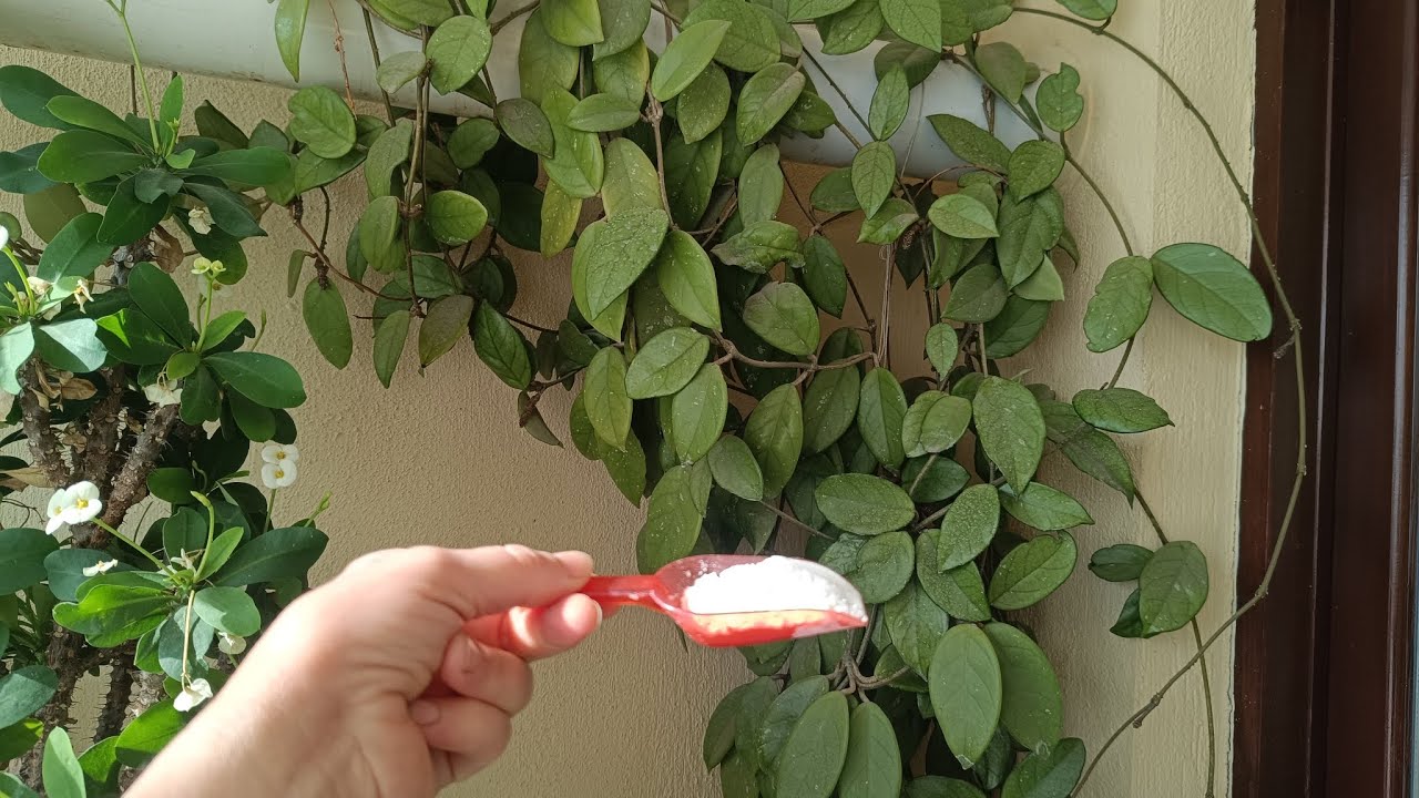 Mum çiçeği kış bakımını yapın İlk baharda bol bol çiçek açsın 💯