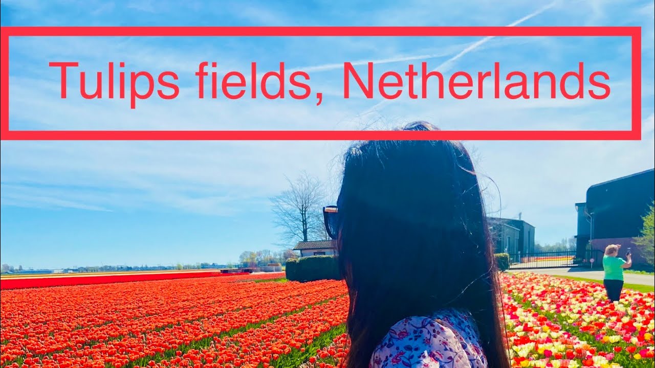The famous and beautiful Tulips Fields from Netherlands at Lisse