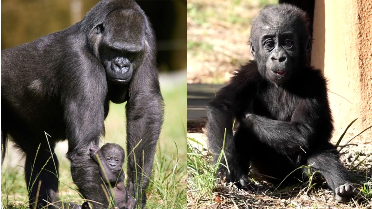 Inkumi’s First Year & the Unexpected Journey of Silverback N’yuki