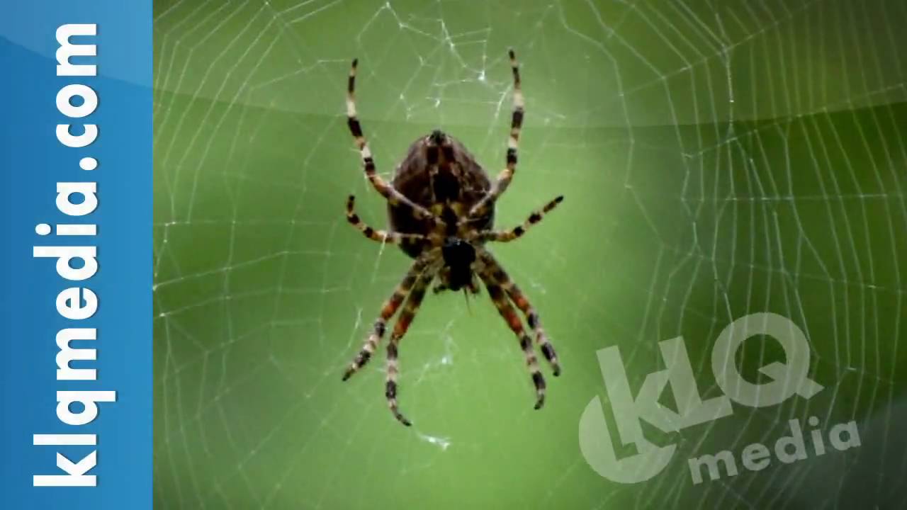 Spider | www.klqmedia.com