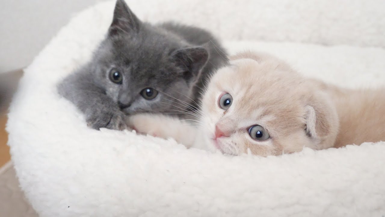 まったりすぎる親子猫の日常をお届けします…スコティッシュフォールドつむの子猫の成長記録…kitten and peace