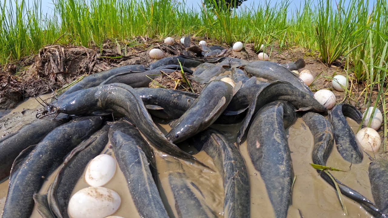 best hand fishing - catching a lot of fish and pick duck egg at rice field by hand skill