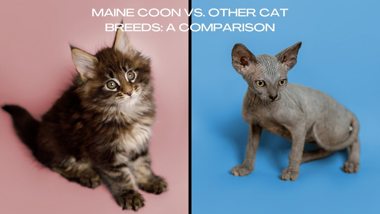 Maine Coon vs. Other Cat Breeds: Unveiling the Unique Charms 🐾 | Purebred Cats Academy