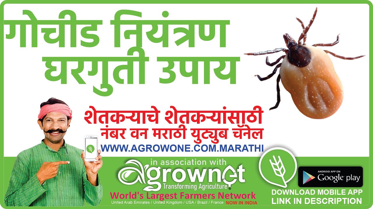 जनावरातील गोचीड नियंत्रण घरच्या घरी कसे करावे  जनावरांच्या अंगावरील गोचीड नष्ट कसे करावे घरगुती उपाय