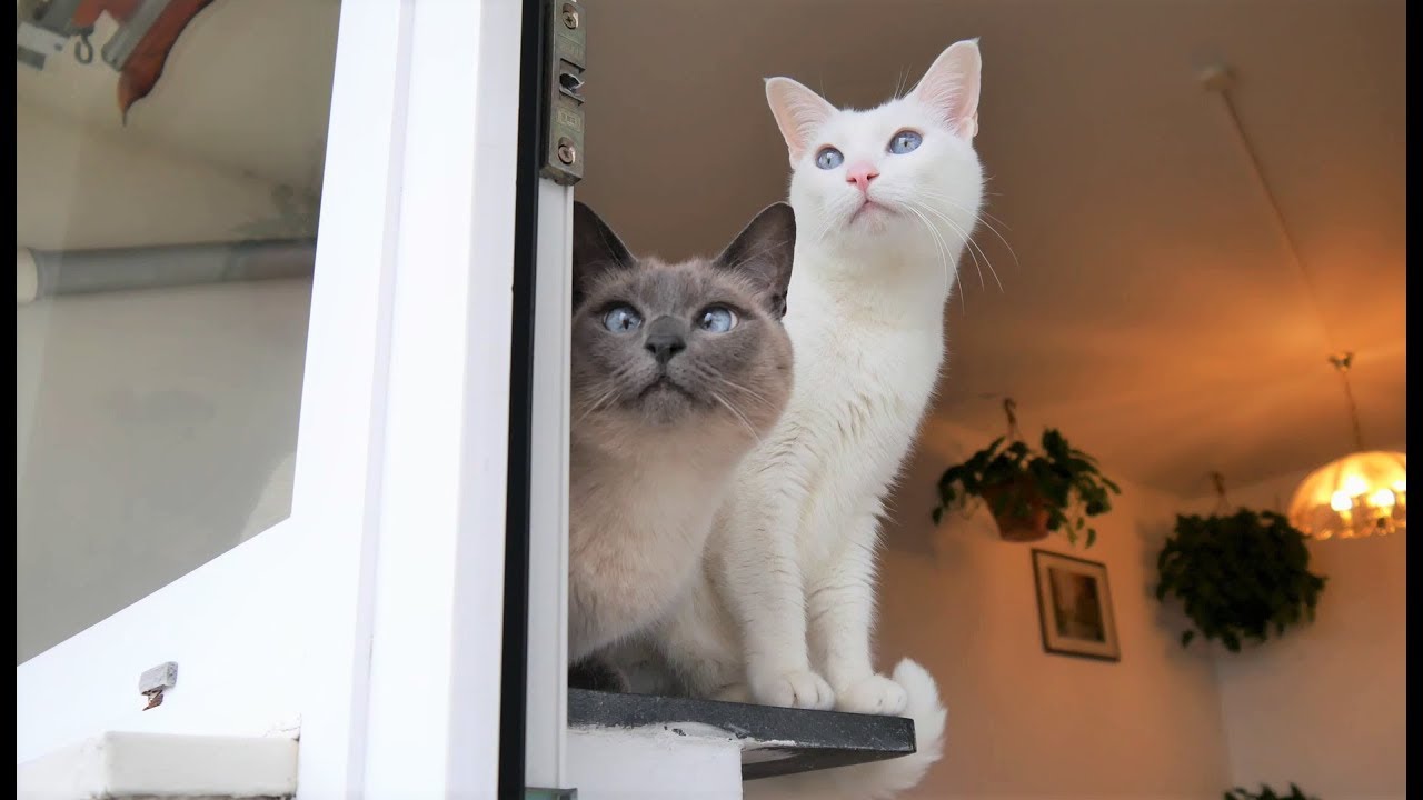 Anleitung: Katze ans Feuerwerk gewöhnen - Anti-Angst-Training für Silvester