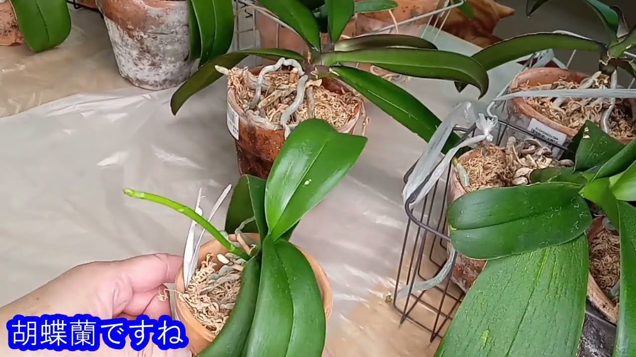 胡蝶蘭、花芽ができる株、できない株、花芽ができない原因を観察する