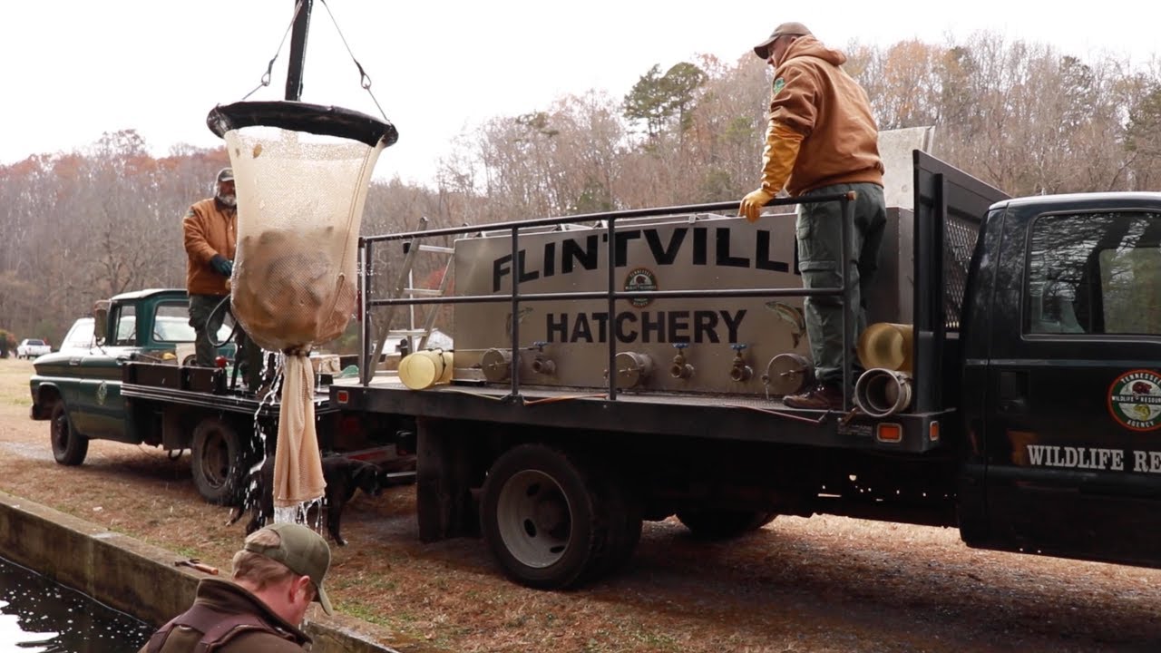 A Look Behind the Scenes: Flintville Hatchery