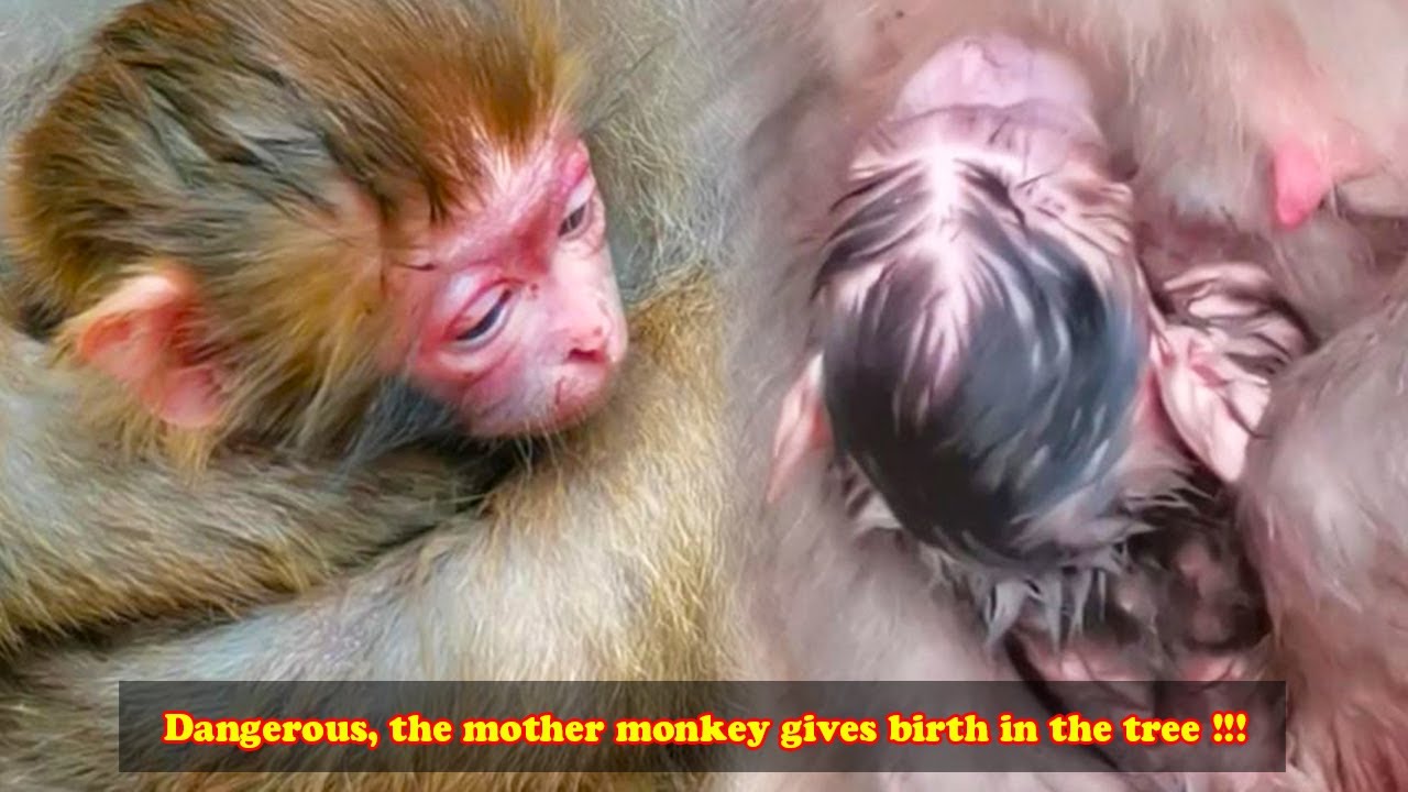The mother monkey has one hand to climb the tree and the other to help the baby, it's so dangerous