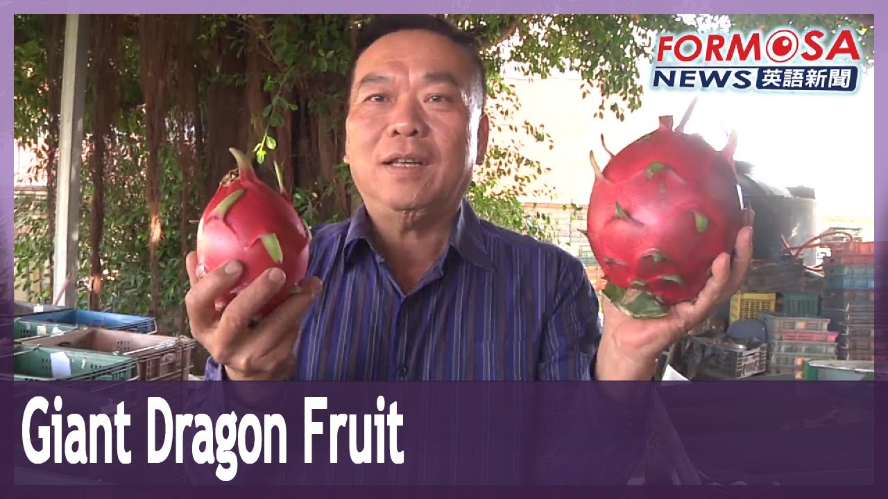 Yunlin farmer produces giant dragon fruit weighing 1.6 kilos