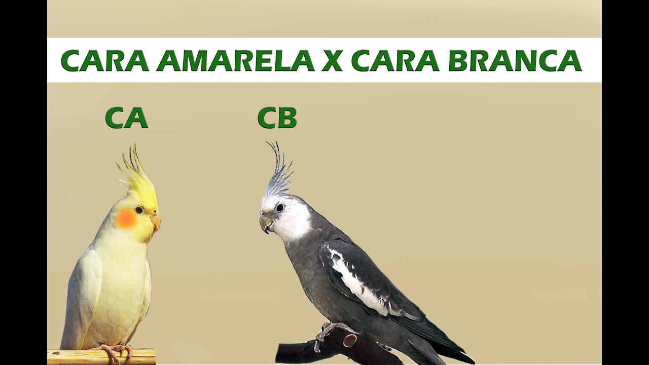 A diferença entre Cara Amarela e Cara Branca!