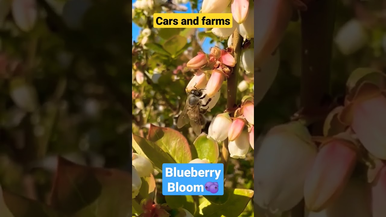 Bee working Blueberrys #bees #bee #blueberry #beekeeper #beekeeping #short #pollination #viral