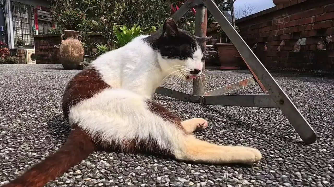 Эта кошка мило танцует на солнышке 💕