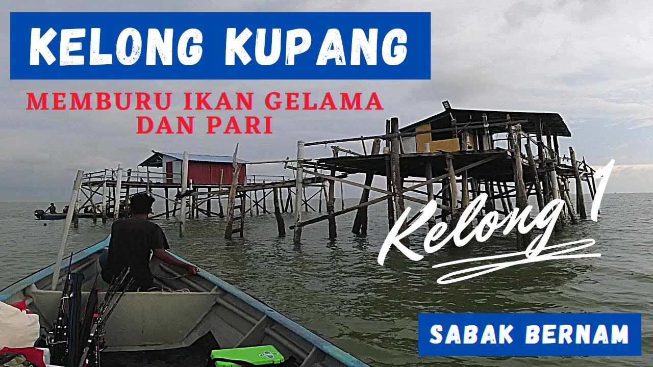 Memburu Ikan Gelama Dan Pari Di Kelong Kupang Sabak Bernam