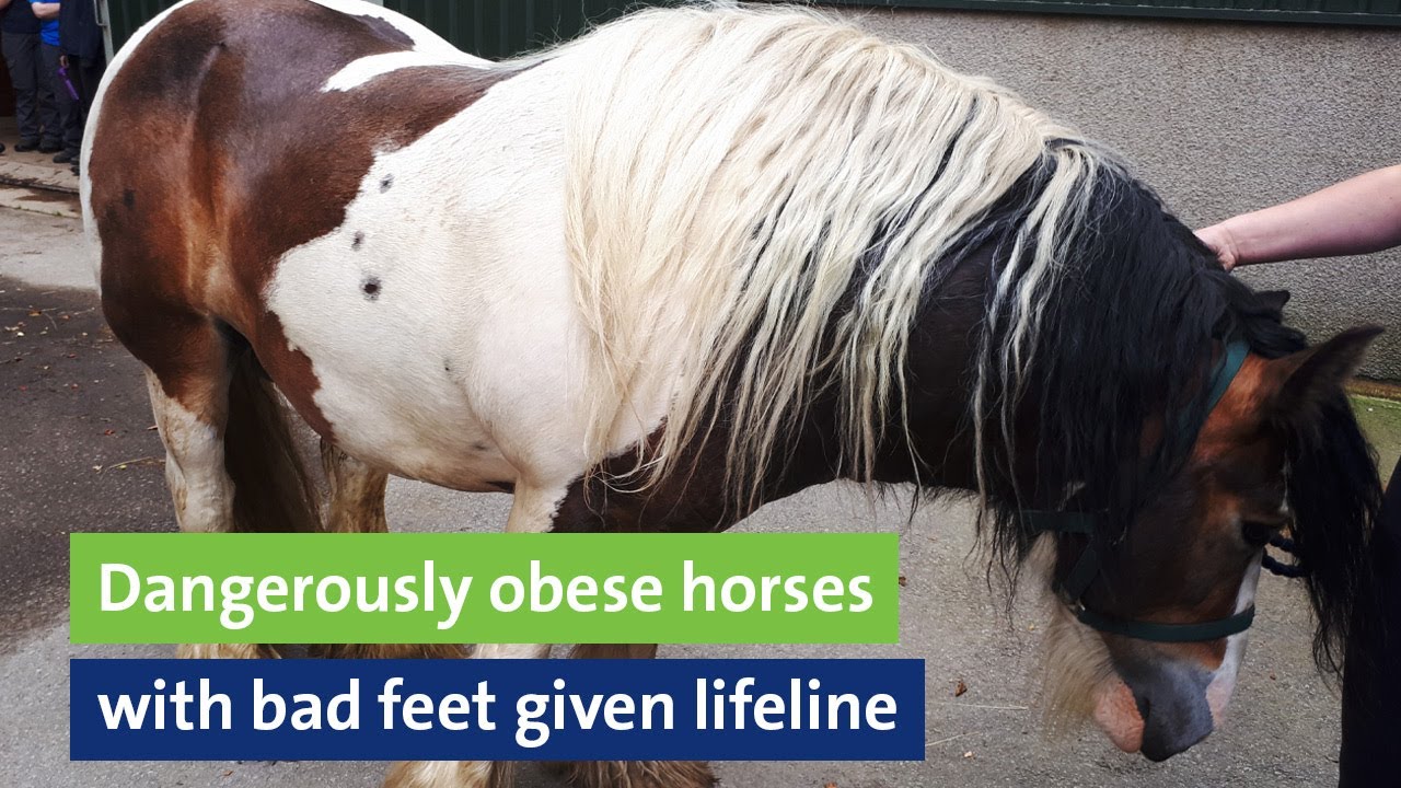 Dangerously obese horses with bad feet given lifeline