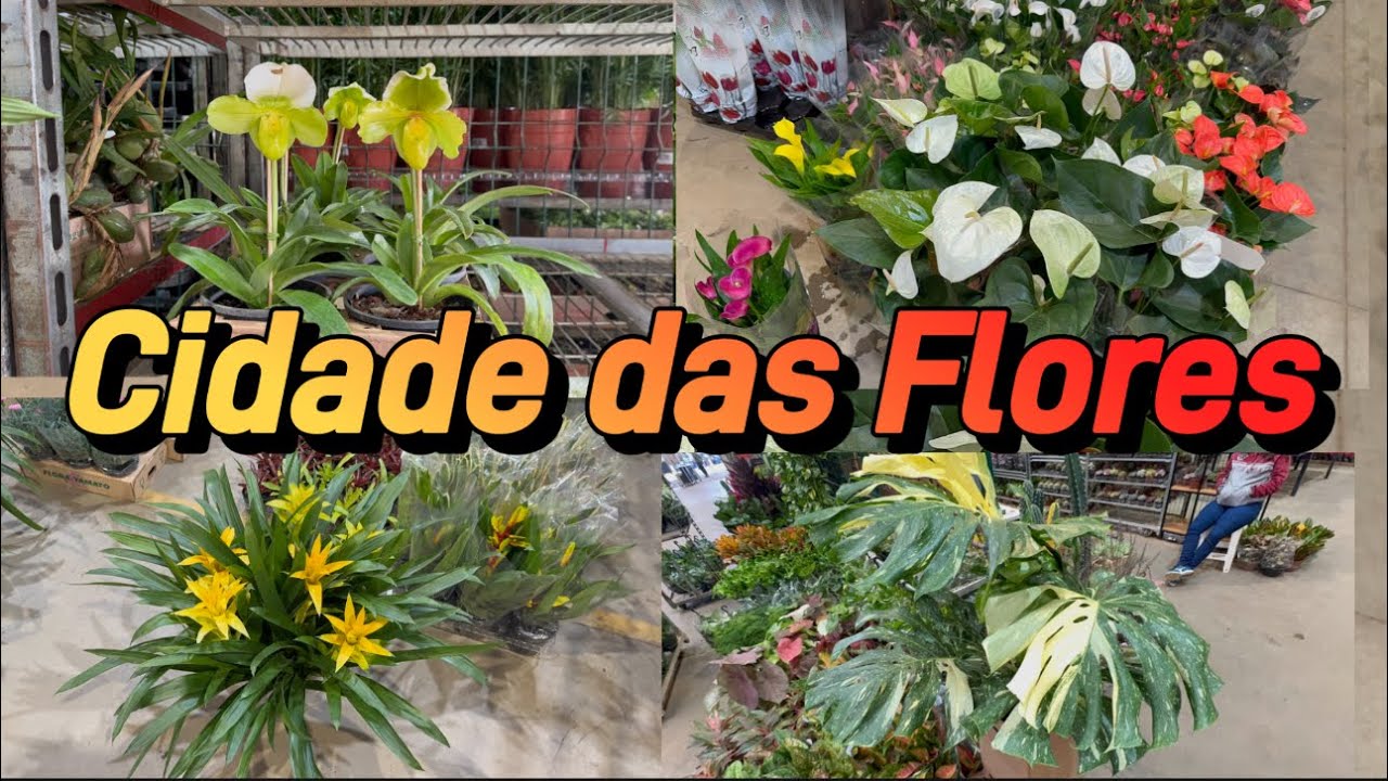 Novas Plantas em Holambra!