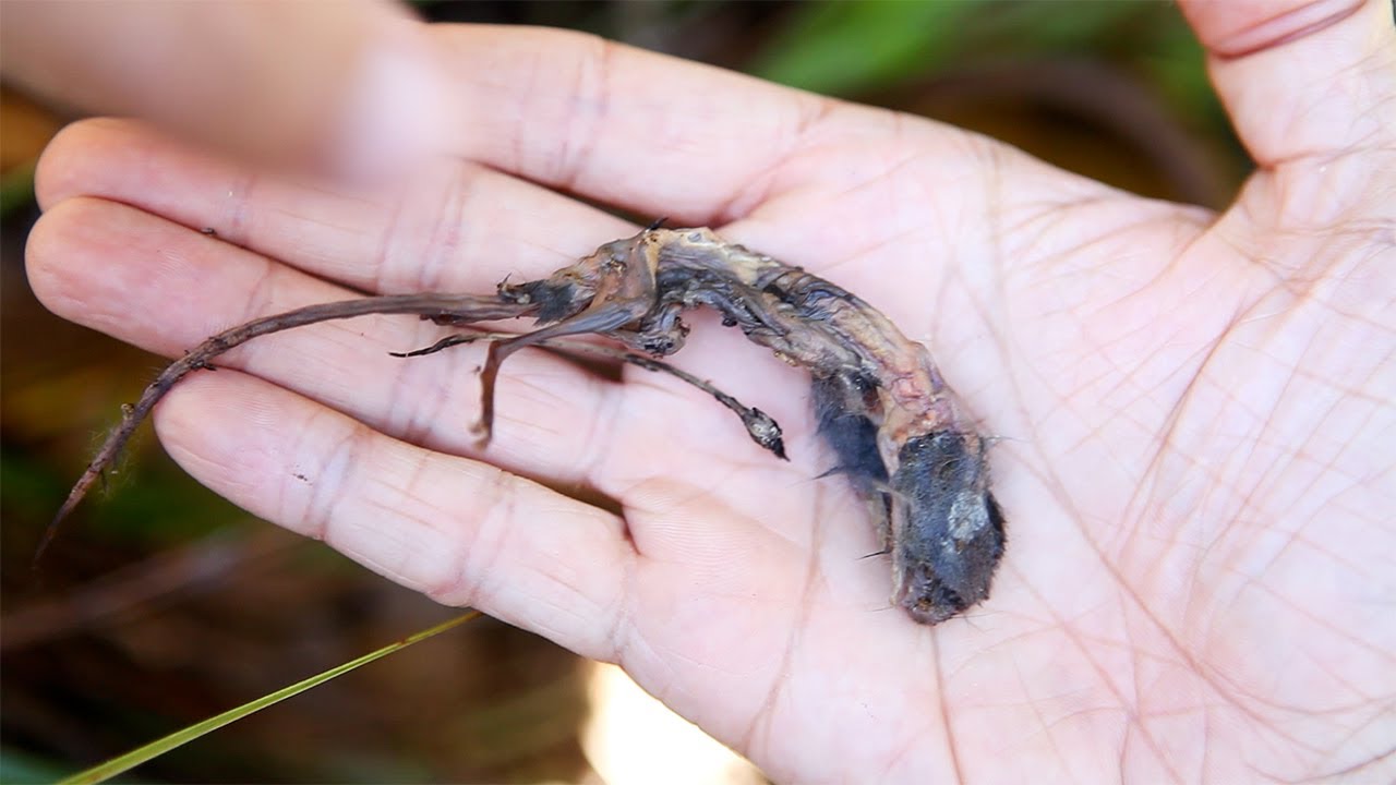 Nepenthes attenboroughii digesting shrew on Mount Victoria, Palawan, Philippines