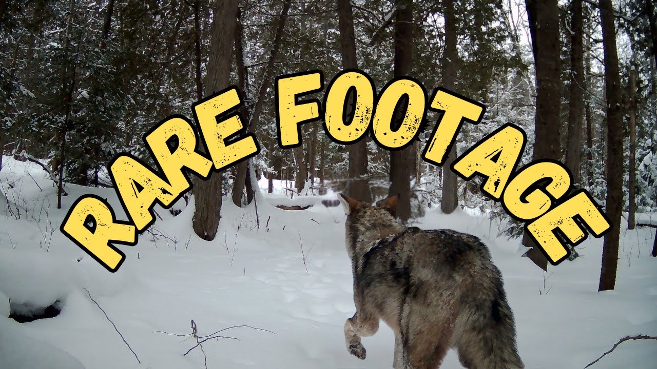 Wild Killarney: We Only Caught This on Camera Three Times Ever #RareFootage #NatureVideos