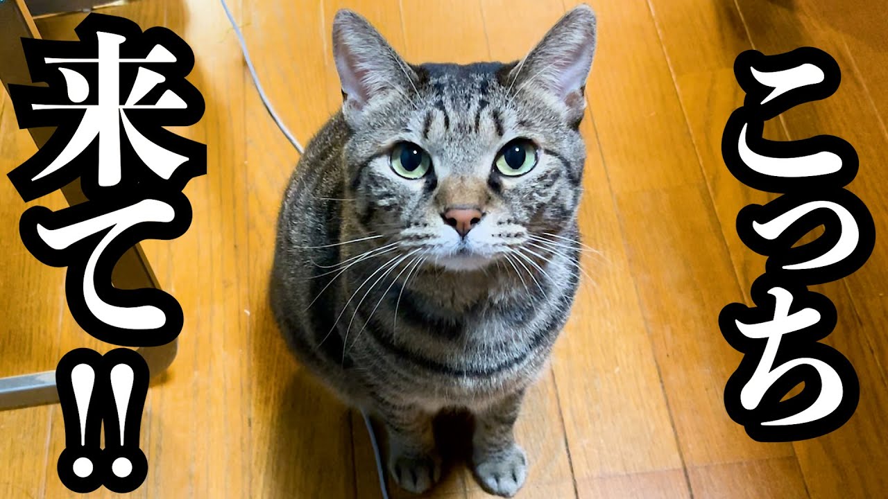【元野良猫】愛猫に誘われて付いて行くと... #猫 #保護猫 #元野良猫 #cat