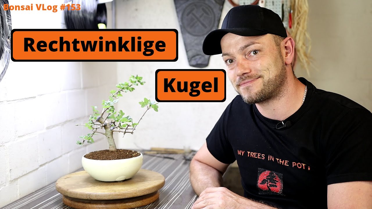 Der rechtwinklige Felsenahorn Ball Bonsai - 'Acer monspessulanum' [Umtopfen]| Bonsai VLog 