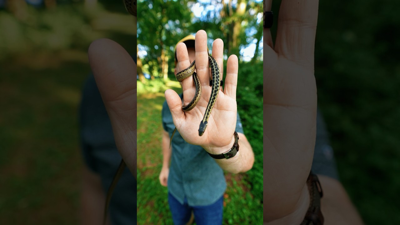 #GarterSnake #EasternGarterSnake #reptiles #herping #snakes