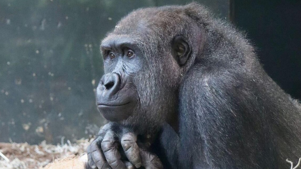 Meet Nyah! Lincoln Park Zoo's New Gorilla