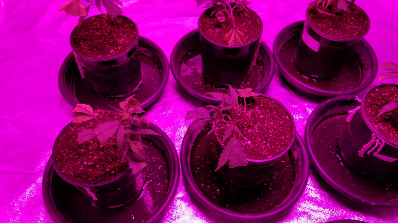 Clone Transplanting/ Christmas Shoutout!