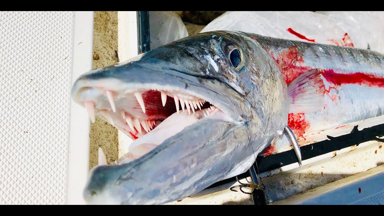 Snapper Banks Fishing Adventure: Barracuda, Snapper & More | Catch and Cook | Tybee Island, GA