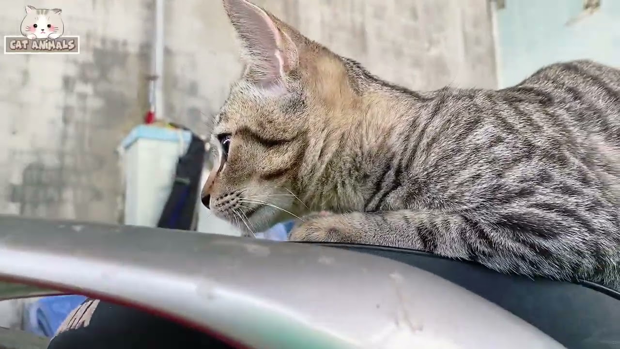 Watching the cats playing around is so joyful and happy 🥰#cat #suncats #funnyvideo #cute #kitten 