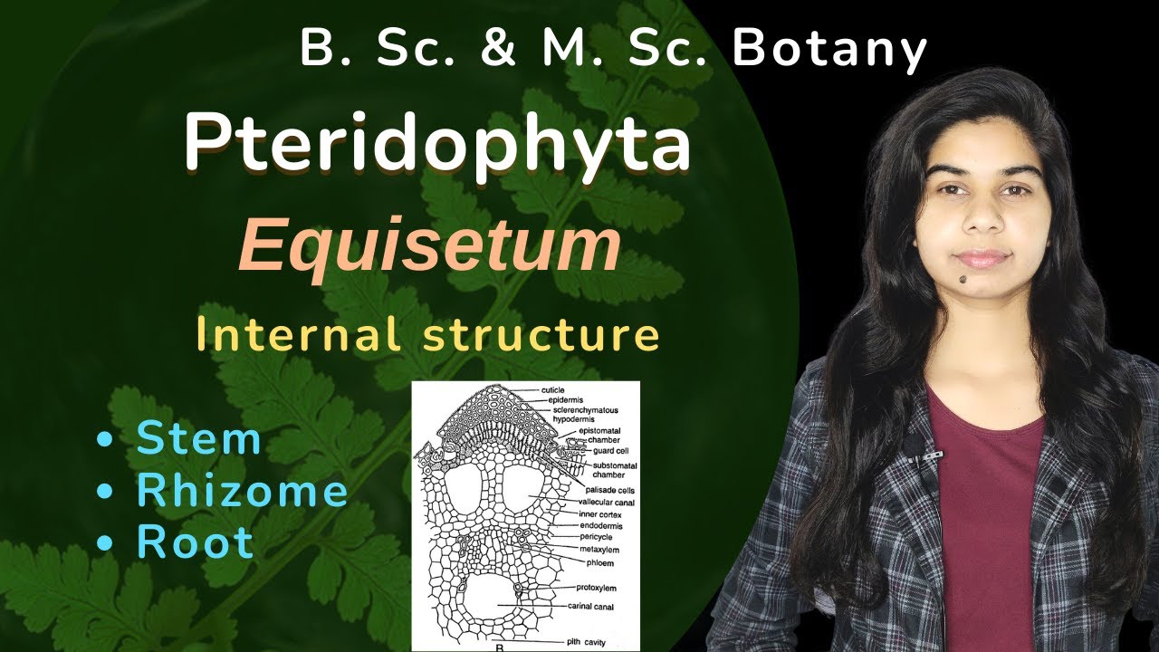 Pteridophyta || Equisetum || Internal structure || Botany || B. Sc. & M. Sc.