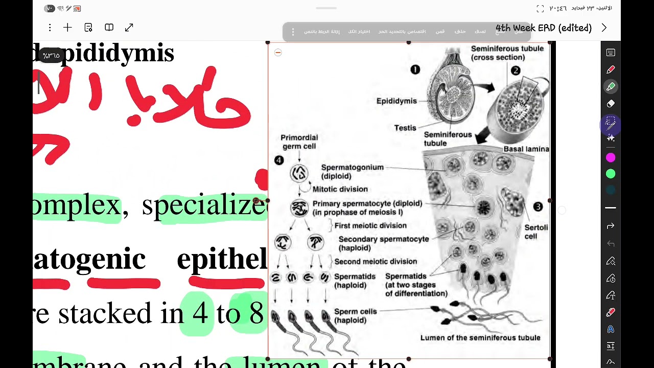 شرح لمحاضر. الهستو رقم ٣٥ MALE REPRODUCTIVE SYSTEM مع حل الكويز