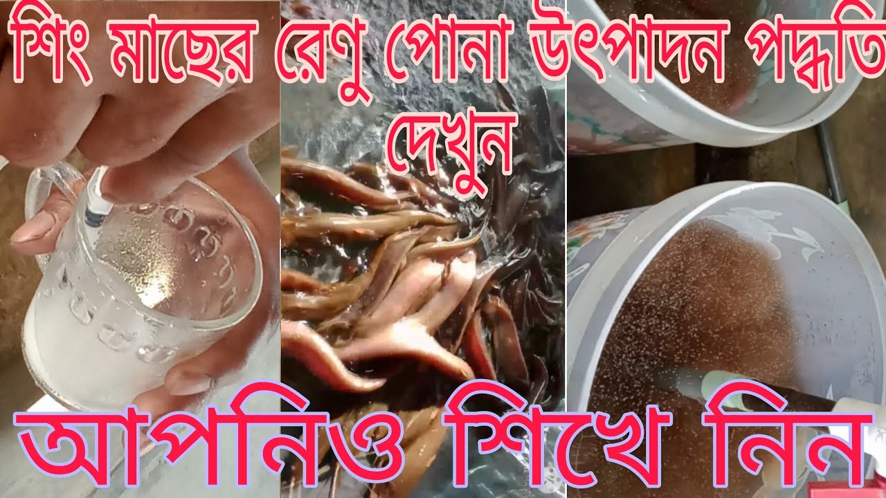 শিং মাছের রেণু পোনা উৎপাদন পদ্ধতি দেখুন আপনিও শিখে নিন   01645177018