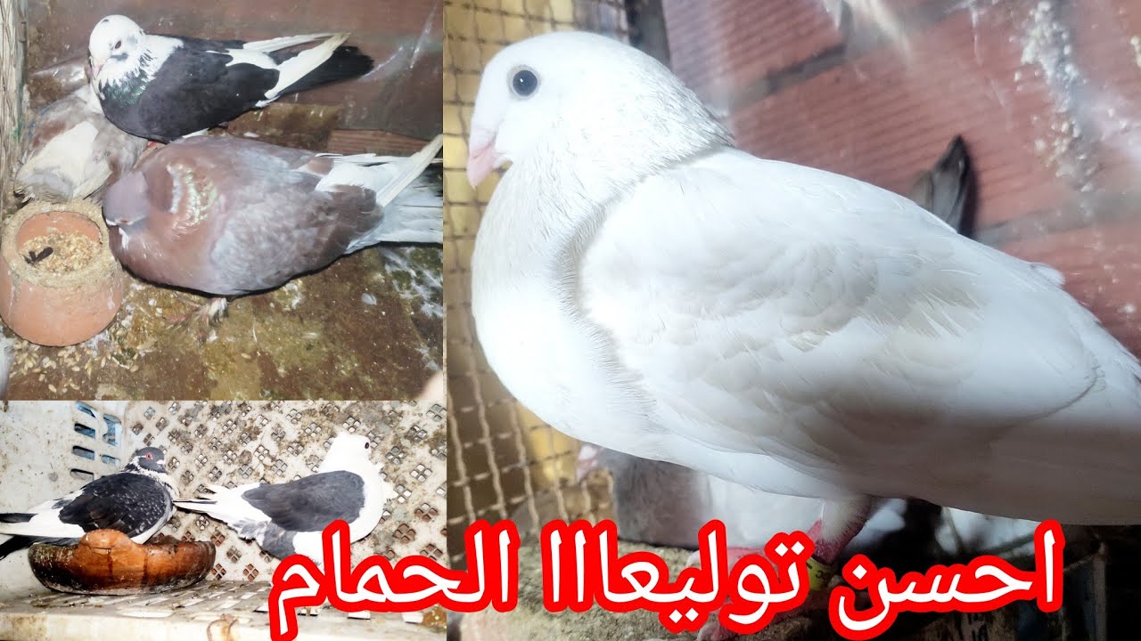 فيديو جديد 💯 او احسن توليعة في الحمام 😱😯 او توليع في الحمام 