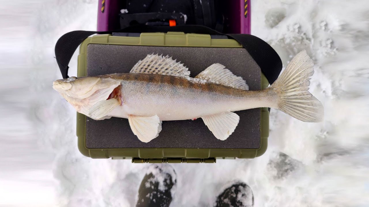 Первая Зимняя Рыбалка 2026! Волга. Юрьевец.