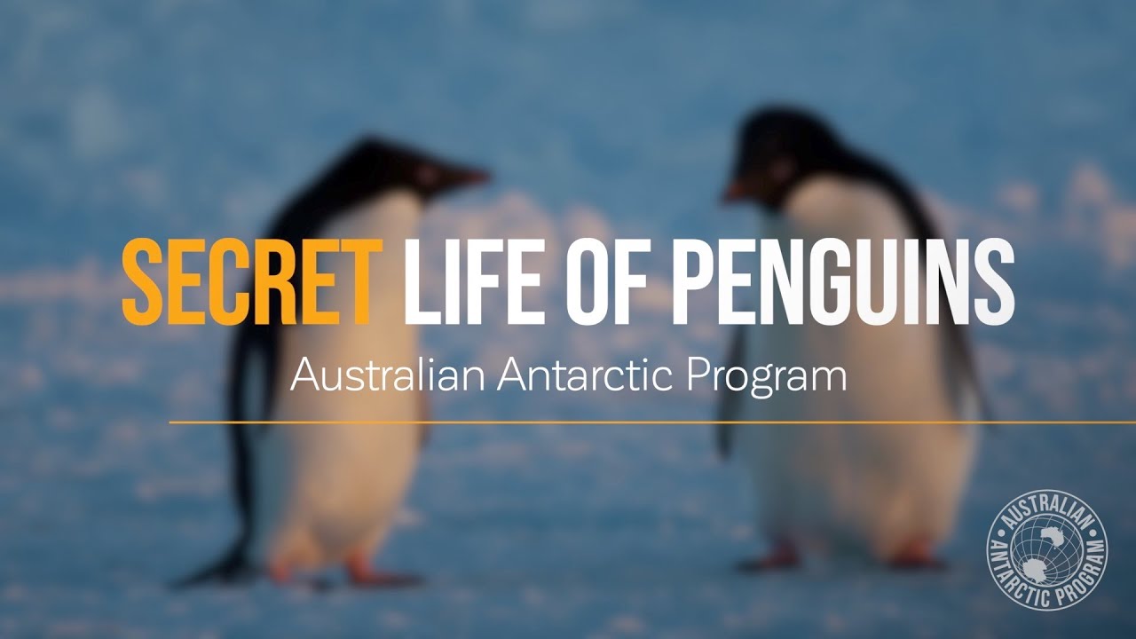 Secret Life of Penguins