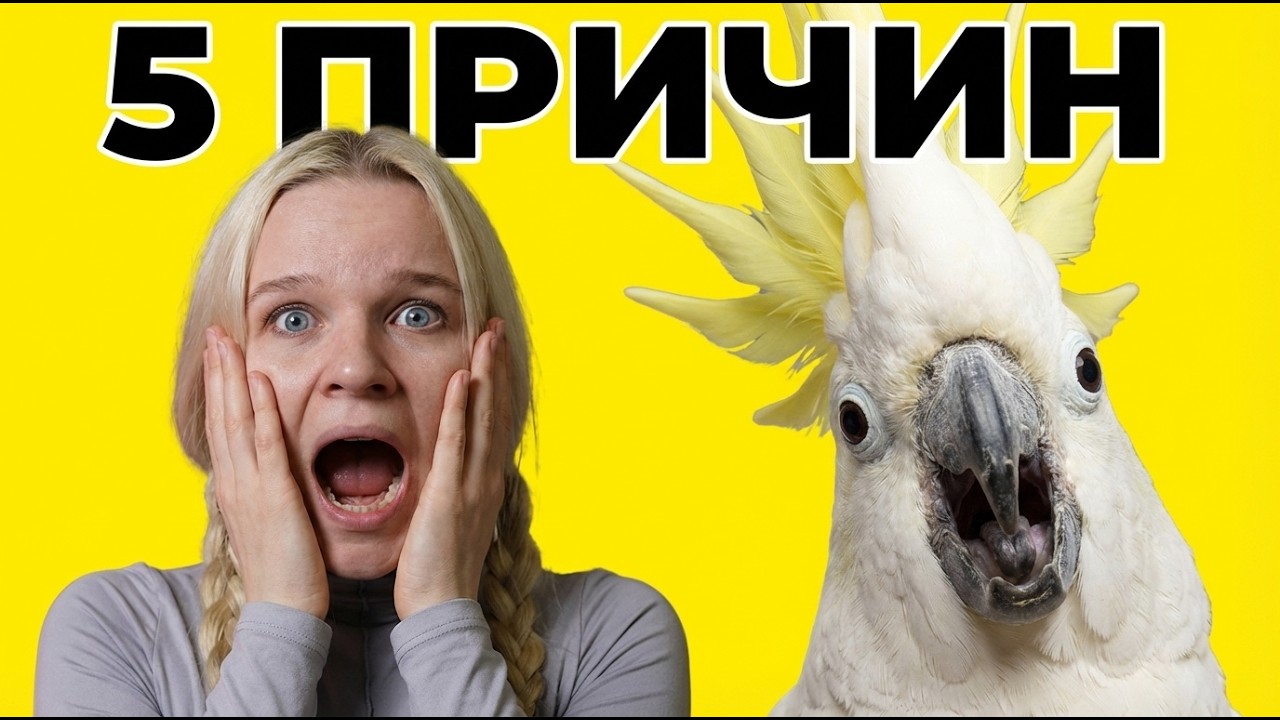 5 причин никогда НЕ заводить КАКАДУ. Адская Бестия.